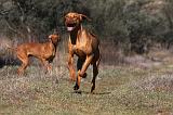 VIZSLA poil court 035